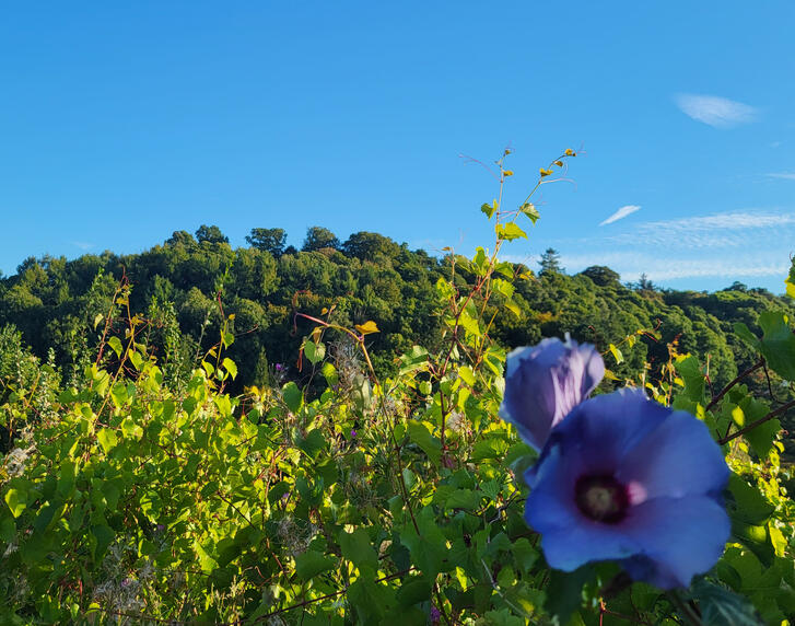 Outdoor view from the counselling room Outdoor view from the counselling room at Spring Hill Counselling in Yeovil.